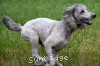 A photo of Prairieland Rock Me All Night Long, a silver standard poodle