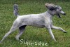 A photo of Prairieland Rock Me All Night Long, a silver standard poodle