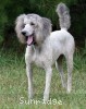 A photo of Prairieland Rock Me All Night Long, a silver standard poodle