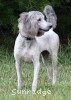 A photo of Prairieland Rock Me All Night Long, a silver standard poodle