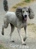 A photo of Prairieland Rock Me All Night Long, a silver standard poodle