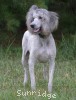 A photo of Prairieland Rock Me All Night Long, a silver standard poodle