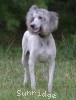 A photo of Prairieland Rock Me All Night Long, a silver standard poodle