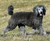 A photo of Prairieland Rock Me All Night Long, a silver standard poodle