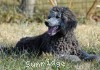 A photo of Prairieland Rock Me All Night Long, a silver standard poodle