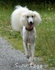 A photo of Sunridge Dazzeling Dreamz, a white standard poodle