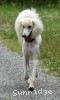 A photo of Sunridge Dazzeling Dreamz, a white standard poodle