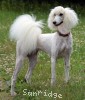 A photo of Sunridge Dazzeling Dreamz, a white standard poodle