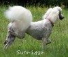 A photo of Sunridge Dazzeling Dreamz, a white standard poodle