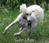 A photo of Sunridge Dazzeling Dreamz, a white standard poodle