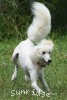 A photo of Sunridge Dazzeling Dreamz, a white standard poodle