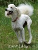 A photo of Sunridge Dazzeling Dreamz, a white standard poodle