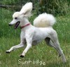 A photo of Sunridge Dazzeling Dreamz, a white standard poodle