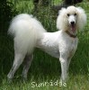 A photo of Sunridge Dazzeling Dreamz, a white standard poodle