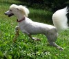 A photo of Sunridge Dazzeling Dreamz, a white standard poodle