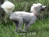 A photo of Sunridge Dazzeling Dreamz, a white standard poodle