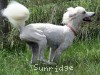 A photo of Sunridge Dazzeling Dreamz, a white standard poodle