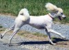 A photo of Sunridge Dazzeling Dreamz, a white standard poodle