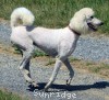 A photo of Sunridge Dazzeling Dreamz, a white standard poodle