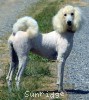 A photo of Sunridge Dazzeling Dreamz, a white standard poodle