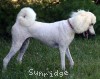 A photo of Sunridge Dazzeling Dreamz, a white standard poodle