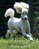 A photo of Sunridge Dazzeling Dreamz, a white standard poodle