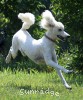 A photo of Sunridge Dazzeling Dreamz, a white standard poodle