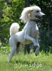 A photo of Sunridge Dazzeling Dreamz, a white standard poodle