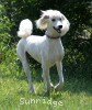 A photo of Sunridge Dazzeling Dreamz, a white standard poodle