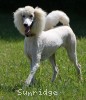 A photo of Sunridge Dazzeling Dreamz, a white standard poodle