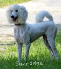 A photo of Sunridge Dazzeling Dreamz, a white standard poodle