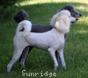 A photo of Sunridge Dazzeling Dreamz, a white standard poodle