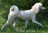 A photo of Sunridge Dazzeling Dreamz, a white standard poodle