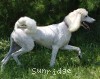 A photo of Sunridge Dazzeling Dreamz, a white standard poodle