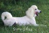 A photo of Sunridge Dazzeling Dreamz, a white standard poodle