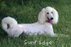 A photo of Sunridge Dazzeling Dreamz, a white standard poodle