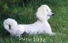 A photo of Sunridge Dazzeling Dreamz, a white standard poodle