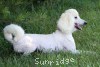 A photo of Sunridge Dazzeling Dreamz, a white standard poodle