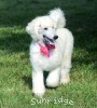 A photo of Sunridge Dazzeling Dreamz, a white standard poodle