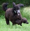 A photo of Sunridge Gallant Night Warrior, a blue standard poodle