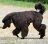 A photo of Sunridge Gallant Night Warrior, a blue standard poodle