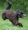 A photo of Sunridge Gallant Night Warrior, a blue standard poodle