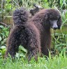 A photo of Sunridge Gallant Night Warrior, a blue standard poodle