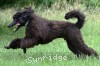 A photo of Sunridge Gallant Night Warrior, a blue standard poodle