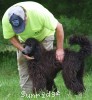 A photo of Sunridge Gallant Night Warrior, a blue standard poodle