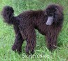 A photo of Sunridge Gallant Night Warrior, a blue standard poodle