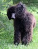 A photo of Sunridge Gallant Night Warrior, a blue standard poodle