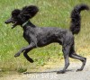 A photo of Sunridge Gallant Night Warrior, a blue standard poodle