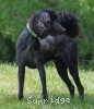 A photo of Sunridge Gallant Night Warrior, a blue standard poodle