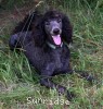 A photo of Sunridge Gallant Night Warrior, a blue standard poodle